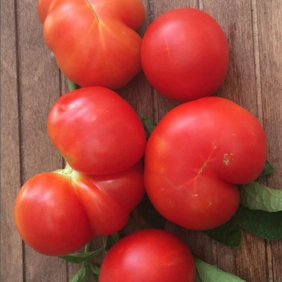 VRAKSHA Desi Red Tomato Tamatar Seed(2000 per packet)