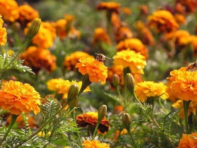 Qualtivate XL-548 Dwarf Marigold Seeds Seed(500 per packet)