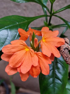 JOY SHREE kanakambaram-firecracker-crossandra Seed(14 per packet)