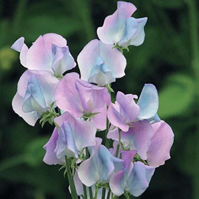Lorvox Sweet Pea Mixed Color Hybrid Flower Seed(75 per packet)