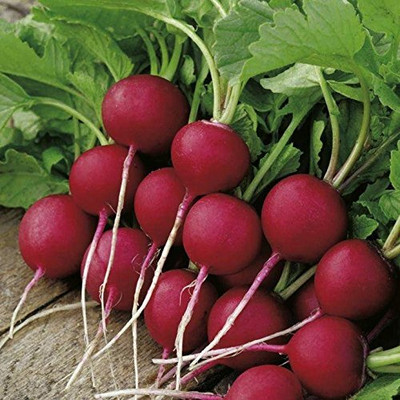 Aywal Mooli Seeds - (Red Round Radish) Seed(2000 per packet)