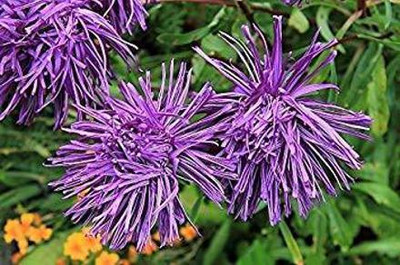 Aywal Aster Flower Seed(10 per packet)