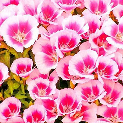 Lorvox Clarkia Elegance Double mixed flower Seed(55 per packet)