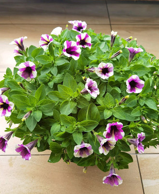 CYBEXIS VXI-36 - Petunia Hanging Flower Dwarf - (180 Seeds) Seed(180 per packet)