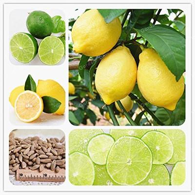 CRGO LEMON , NIMBU Seed(35 per packet)