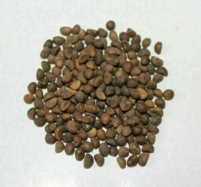 VibeX XLL-86 - Brown Wạtér Spinạch - (750 Seeds) Seed(750 per packet)