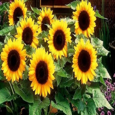 Aywal Sunflower Mix Color Flower Seed(70 per packet)