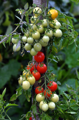Cadence tomato Seed(35 per packet)