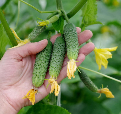 WILLVINE NBIR-288 Cucumber Envy of a Neighbor F1 Seed(200 per packet)