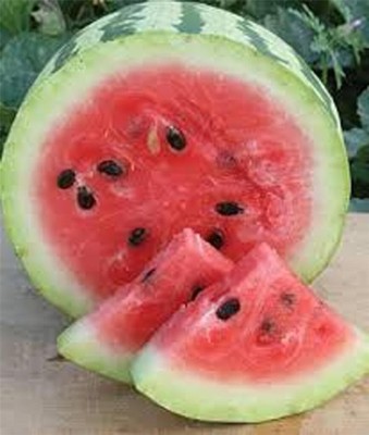 KNESSiN Heirloom Watermelon, Jubilee, Organic Seeds, Large, Sweet N Delicious Seed(50 per packet)