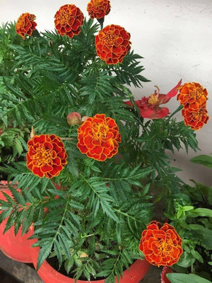 ibains Hybrid genda seeds Seed(66 per packet)