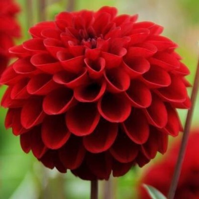 Qausain Dahlia Flower seeds Seed(40 per packet)