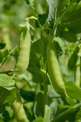 Quentova Green Matar Peas-HUA-5U Seed(300 per packet)