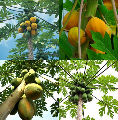 sbains Taiwan Papaya Seeds no of seeds 86 Seed(86 per packet)