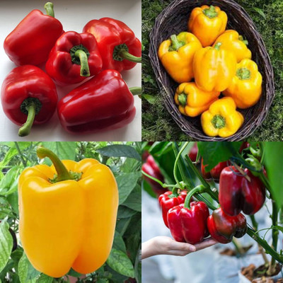 ibains Capsicum seeds for planting shimla mirchi pack of 70 Seed(70 per packet)
