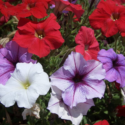 BDSresolve Petunia flower seeds PACK OF 136 Seed(136 per packet)