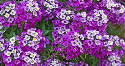 Lorvox Allysum Snow White, Allysum Seed(94 per packet)