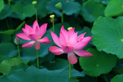 DROXTY lotus,kamal gatta Seed(10 per packet)