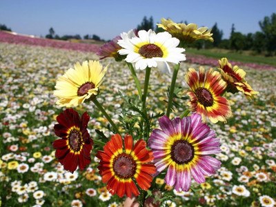Qualtivate ATS-110 Hybrid Painted Mix Daisy Flower Seeds Seed(50 per packet)