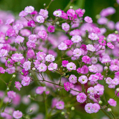 ACCELCROP Green Gypsophila Seed(30 per packet)