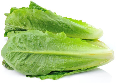 Quentova LETTUCE - ROMAINE-HUA-66F Seed(200 per packet)