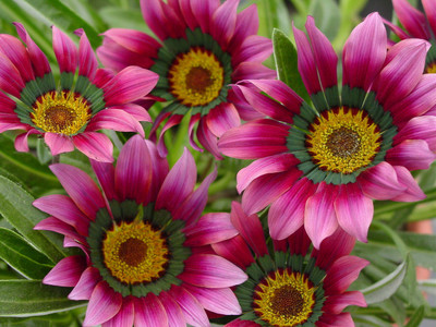 INTRA Gazania Trailing Green Leaf Purple Seed(100 per packet)
