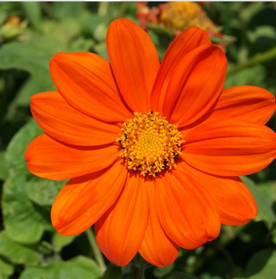 CEZIUS Non-GMO Tithonia 'Torch Red' Seed(25 per packet)