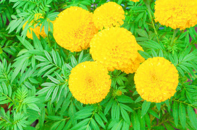 I S ENTERPRISE marigold,gende ka phool seeds Seed(20 per packet)