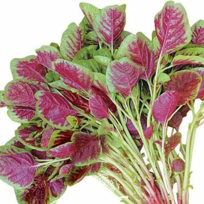 Hmr Red Amaranth Callaloo Chinese Spinach Seed(500 per packet)