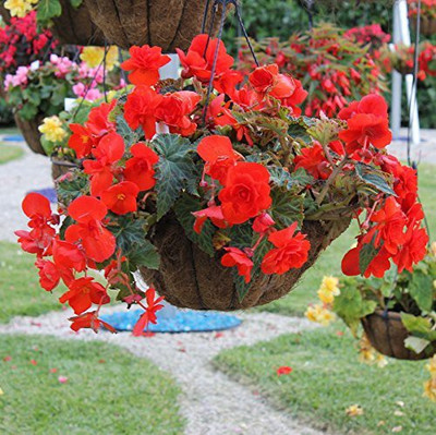 VibeX LXI-39 - Flower Begonia - (30 Seeds) Seed(30 per packet)
