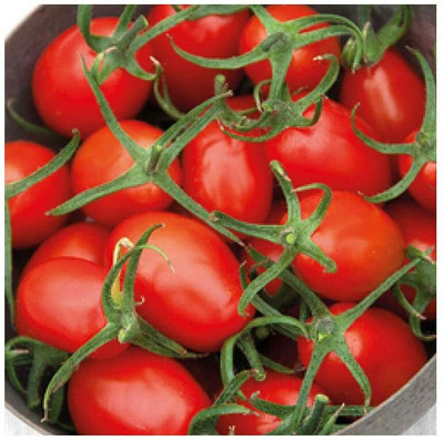 CYBEXIS F1 Cherry Plum Tomato Vegetable Seeds2000 Seeds Seed(2000 per packet)