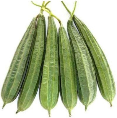 Qualtivate HYB-3A Luffa Acutangula Angled Ridge Gourd Turai Seed(50 per packet)