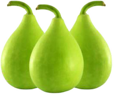 UGRA Round Bottle Gourd, Ghiya Seed(20 per packet)