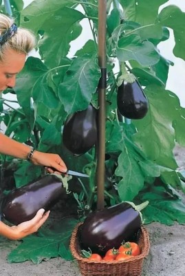 wequality Brinjal f1 hybrid seed for home gardening/brinjal seeds/brijal seeds combo Seed(380 per packet)