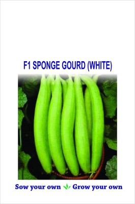 VibeX ® VMR-354 Sponge Gourd Tori Torai White Hybrid Seeds Seed(50 per packet)