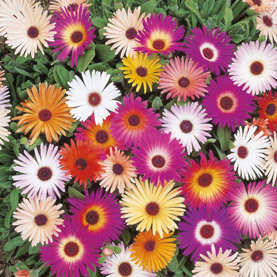 KANAYA Ice Flower / Mesembryanthemum Flower Seed(78 per packet)