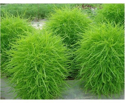CEZIUS Green Foliage Seeds for garden & roof top Burning Bush - Kochia Seed(500 per packet)