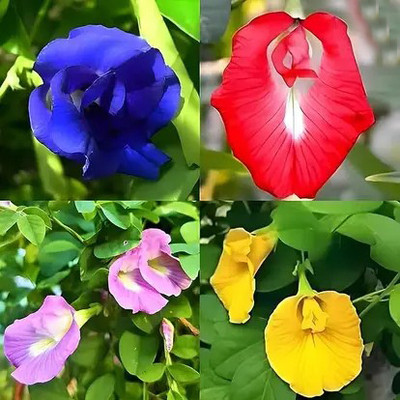 Ankur Farm Aparajita Seed Multi-Color, Nilkantha mixed Flower Seed(24 per packet)