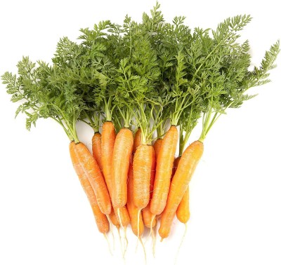 CYBEXIS LX-98 - Little Finger Baby Carrot - (2250 Seeds) Seed(2250 per packet)