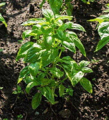 VibeX ® XXL-7 Basil,Lettuce Leaf seeds Seed(1000 per packet)