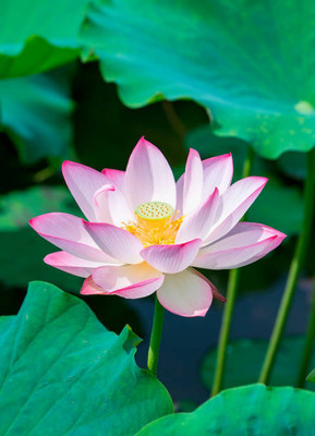 HYBRID lotus,kamal gatta Seed(10 per packet)