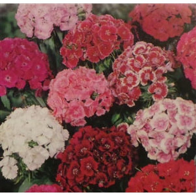 CEZIUS Sweet William Single Mixed Colors Seed(150 per packet)