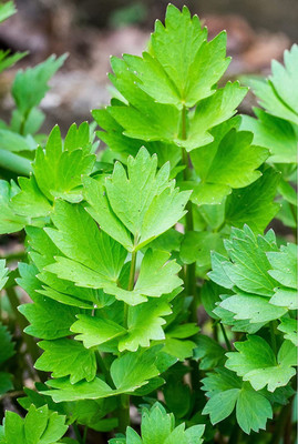 VibeX XLR-91 - Lovage (Levisticum officinale) - (250 Seeds) Seed(250 per packet)