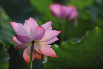GROOT lotus,kamal gatta Seed(10 per packet)