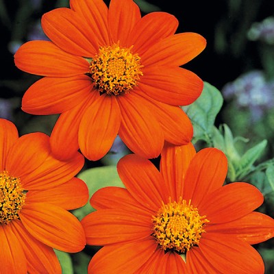 XOLDA Tithonia flower Seed(36 per packet)