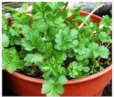LPT HARA DHANIYA Seed(500 per packet)