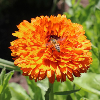 Quentova Calendula ‘Double Red’-AHS Seed(25 per packet)