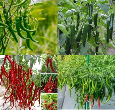 ibains Chili plant seed beez 51 Seed(51 per packet)