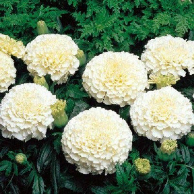 VibeX ® XLR-690 Marigold Vanilla White Seeds Seed(500 per packet)