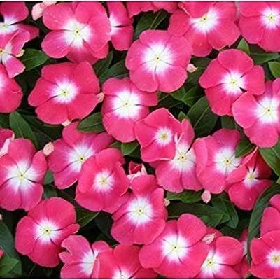 Lorvox Hybrid vinca seeds multicolour/Vinca Seed(14 per packet)